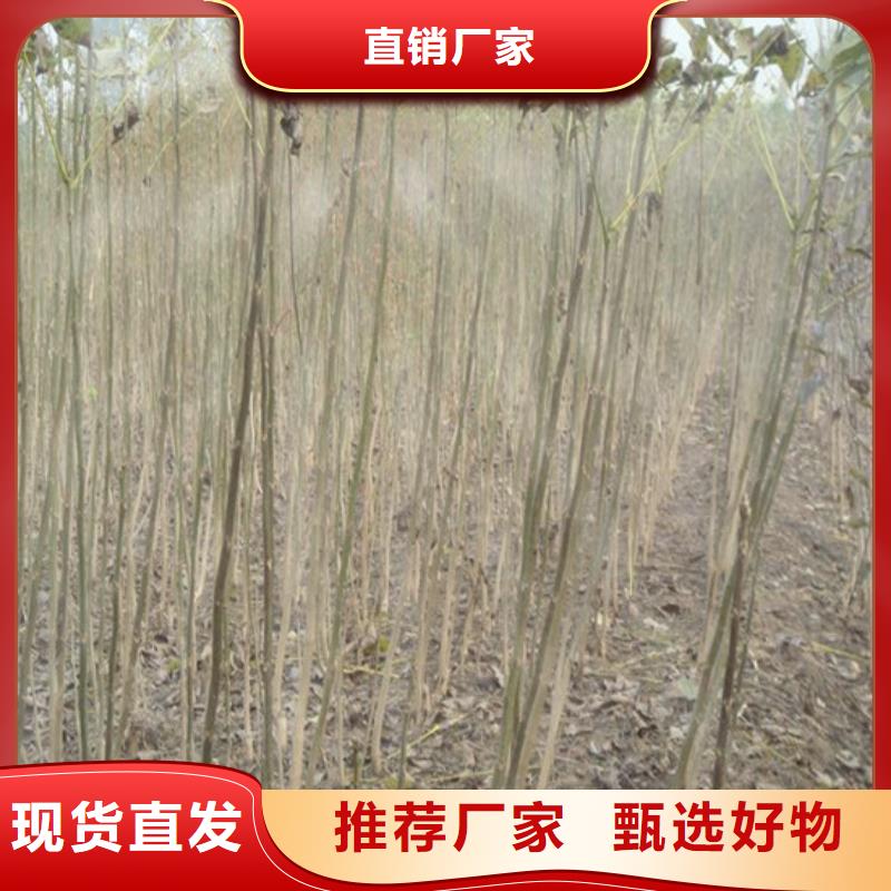 核桃苗_果树苗批发基地厂家直销售后完善