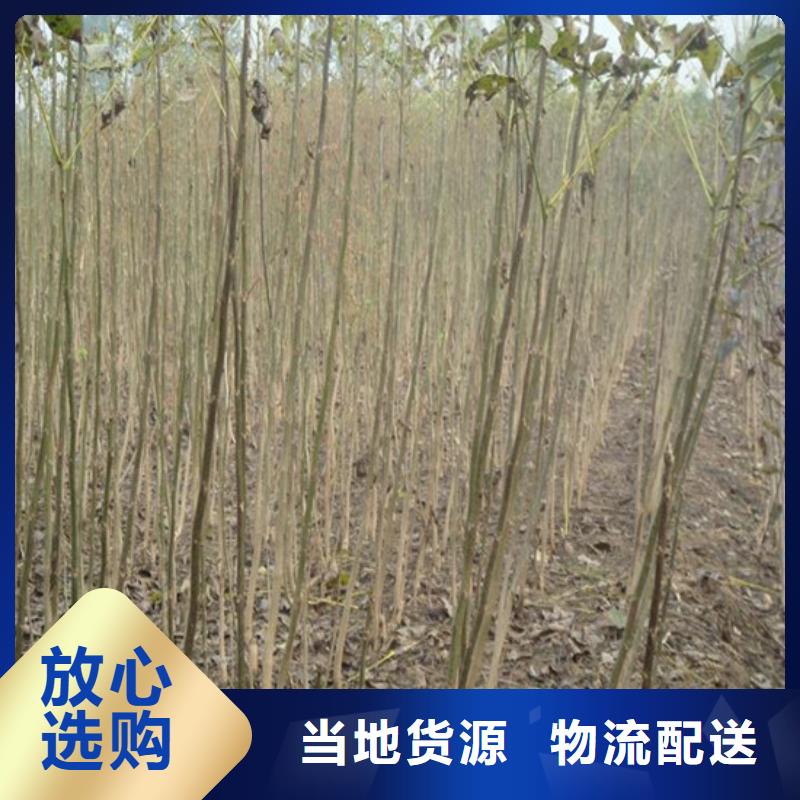核桃苗桃樹苗定制批發(fā)