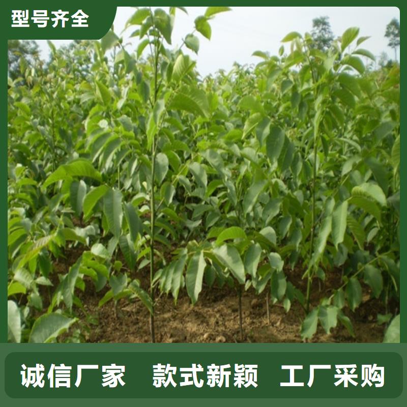 核桃苗桃樹苗應(yīng)用領(lǐng)域