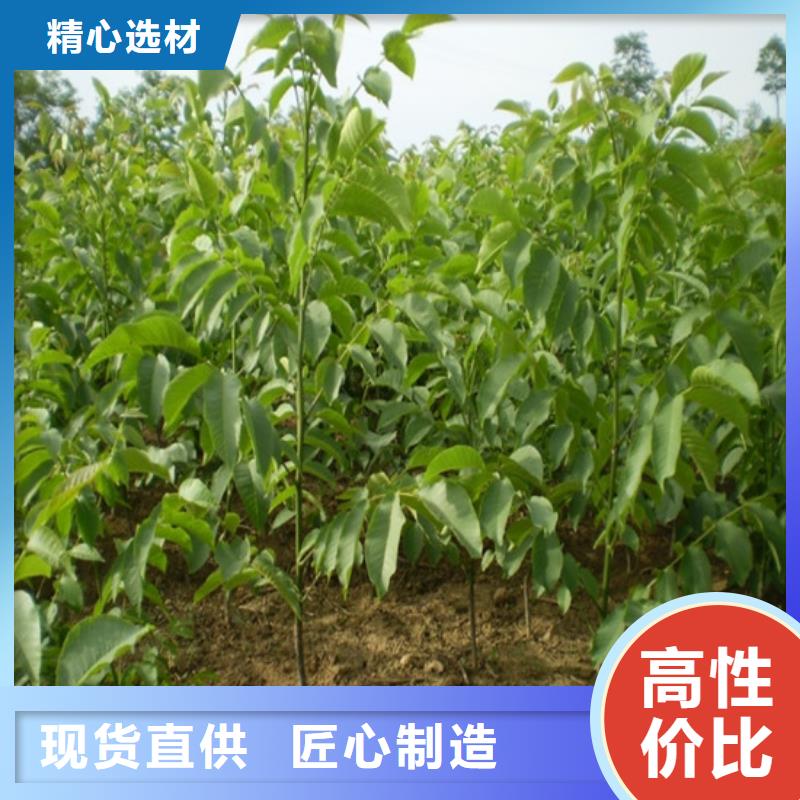 核桃苗,草莓苗價(jià)格專業(yè)信賴廠家
