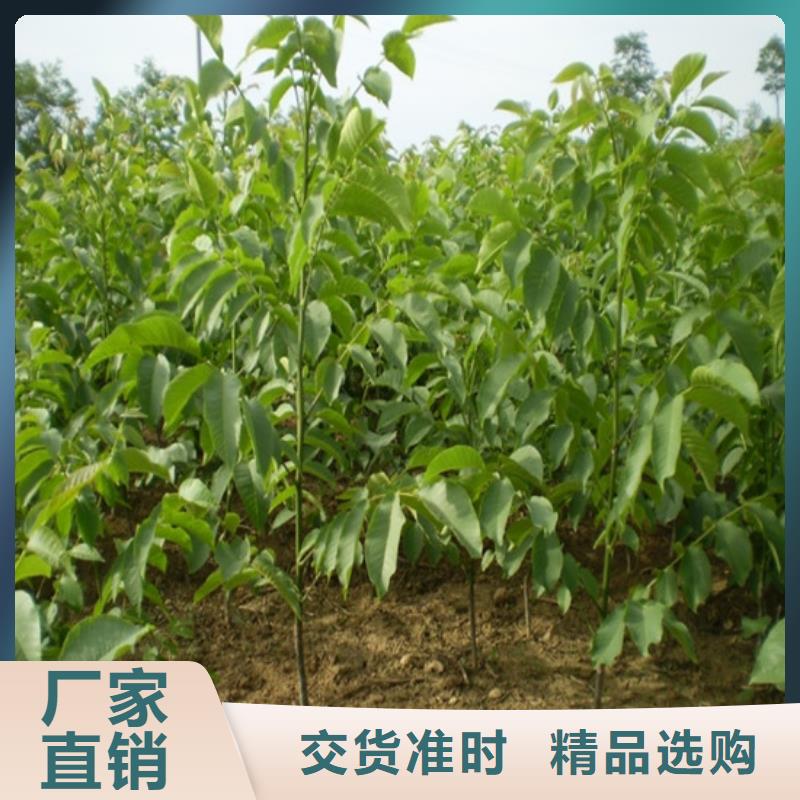 核桃苗_青蘋(píng)果樹(shù)苗型號(hào)全價(jià)格低