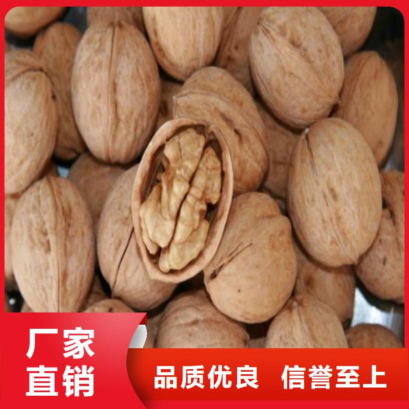 核桃苗紅肉西梅源廠直銷