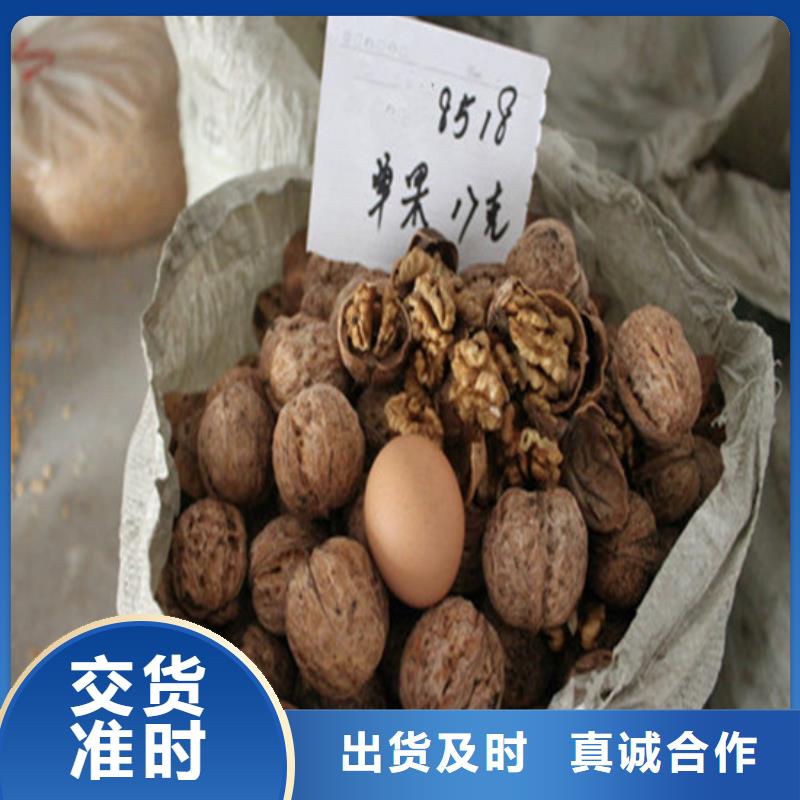 核桃苗草莓苗價(jià)格專業(yè)信賴廠家