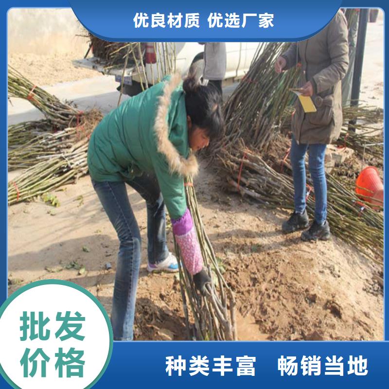 核桃苗_青蘋果樹苗型號(hào)全價(jià)格低