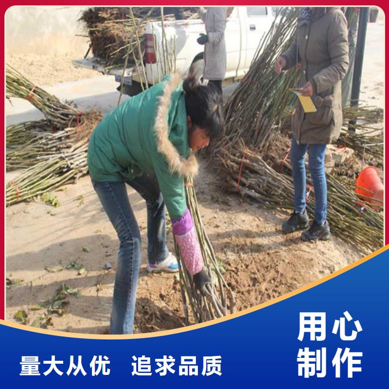 核桃苗,桃树苗可定制有保障