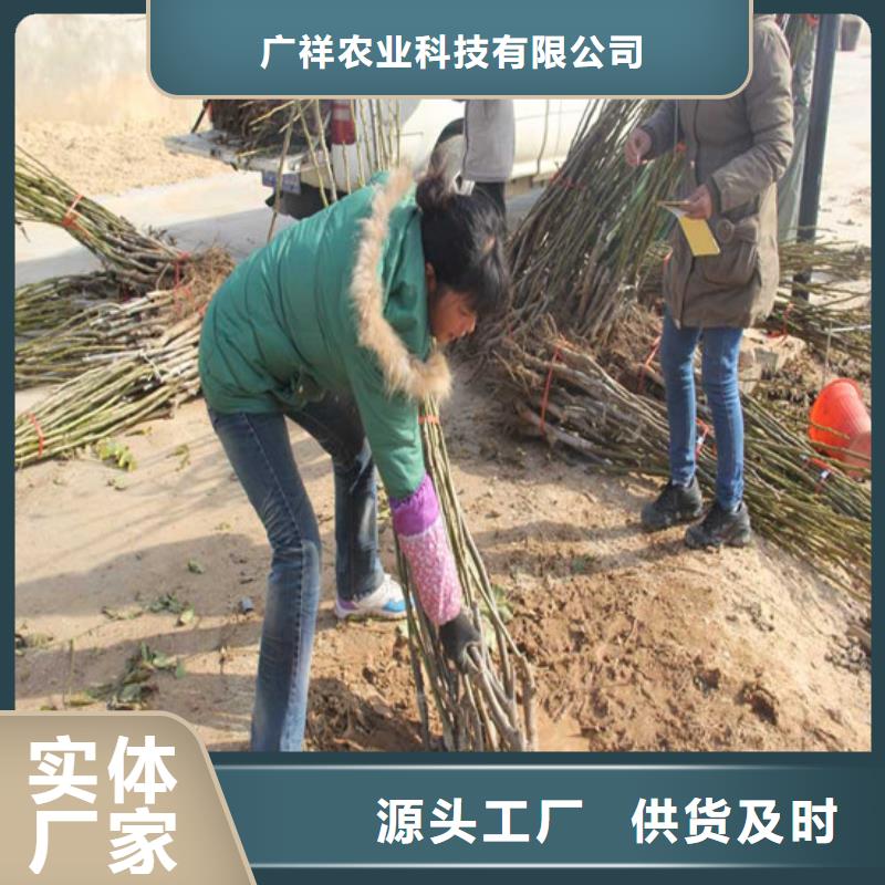 核桃苗板栗苗低价货源
