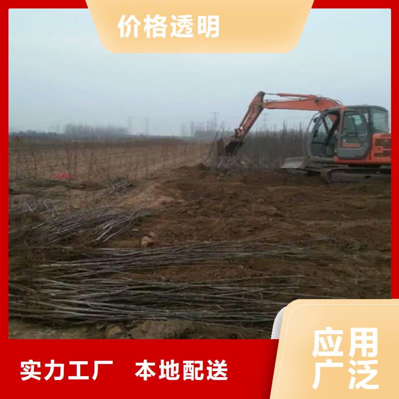 核桃苗,桃樹苗廠家現(xiàn)貨批發(fā)