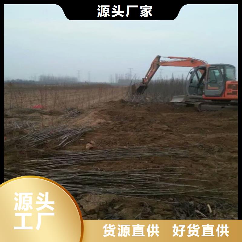 核桃苗草莓苗價格快速生產(chǎn)