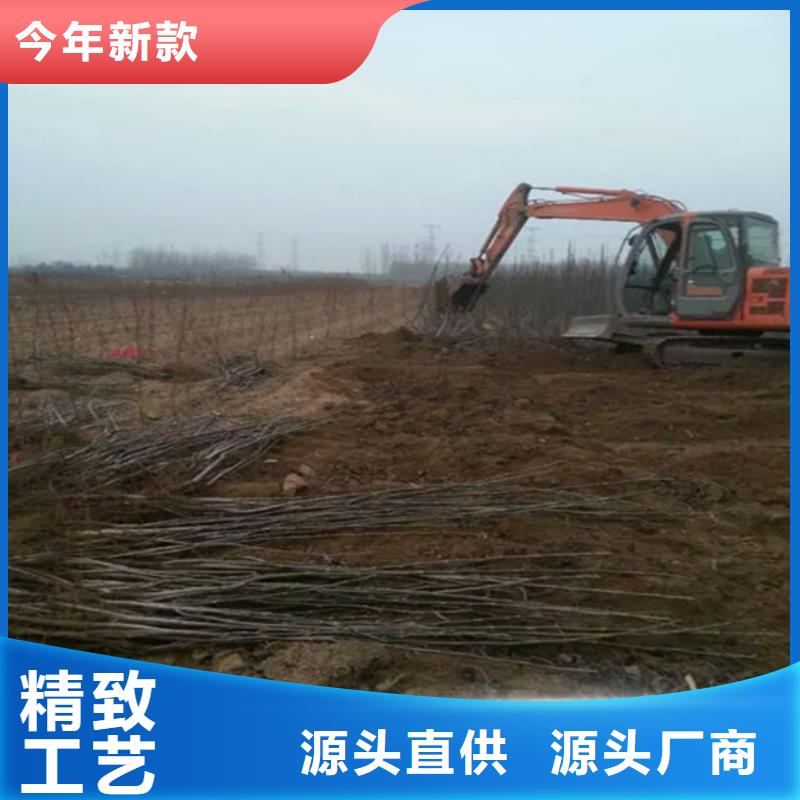 核桃苗,桃樹苗廠家現(xiàn)貨批發(fā)