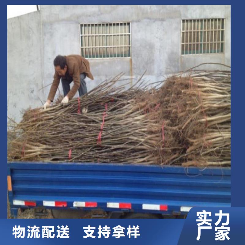 核桃苗草莓苗價格專業(yè)信賴廠家