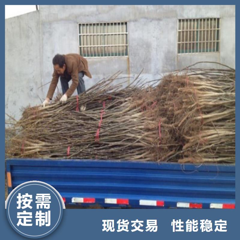 核桃苗櫻桃苗實(shí)體廠家