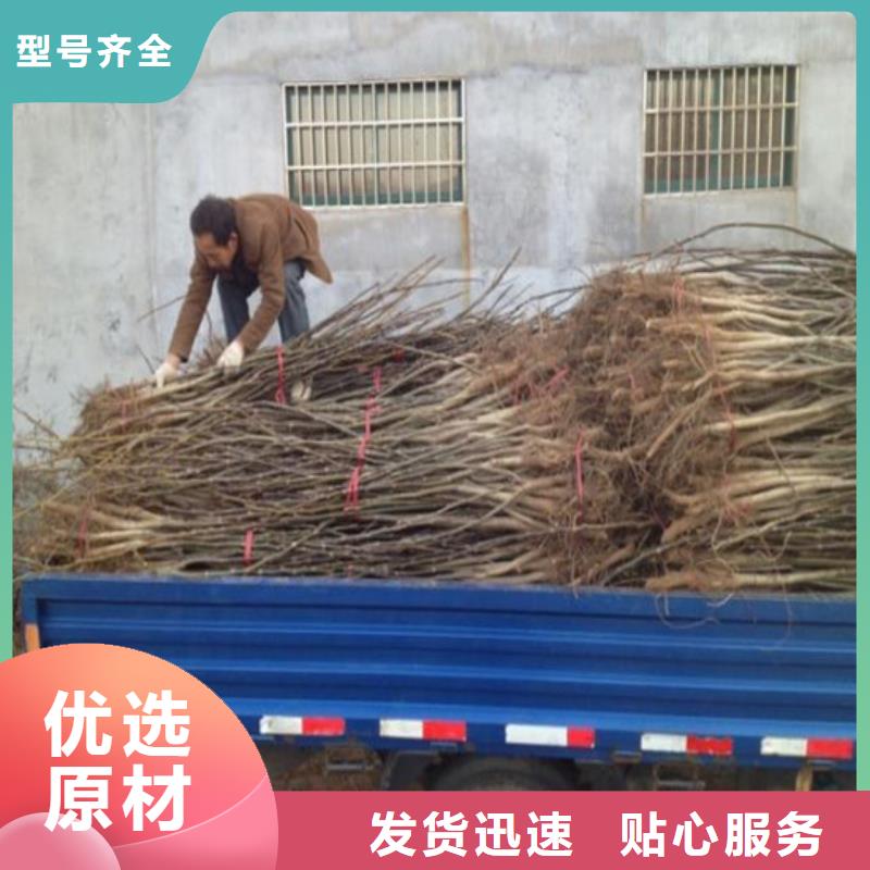 核桃苗梨树苗每个细节都严格把关
