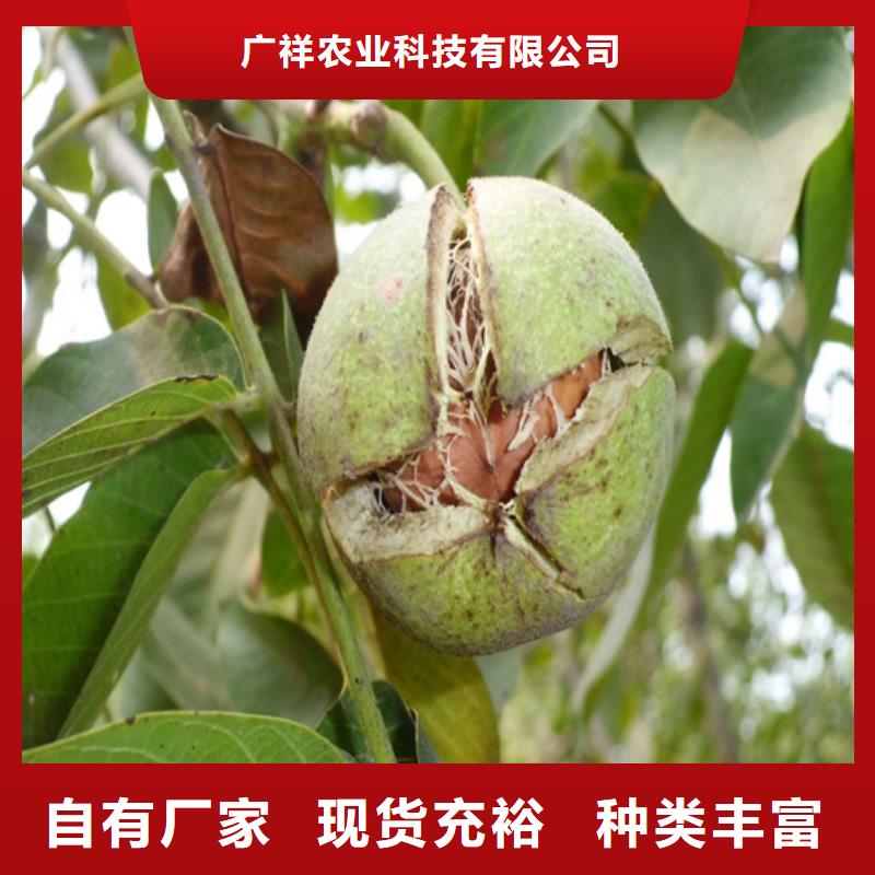 核桃苗藍(lán)莓苗貨源報(bào)價(jià)