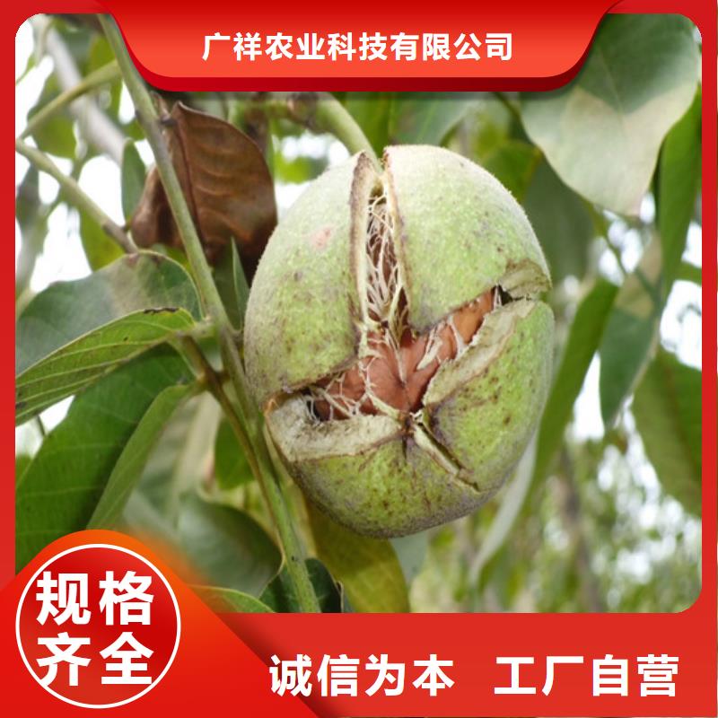核桃苗草莓苗價格快速生產(chǎn)