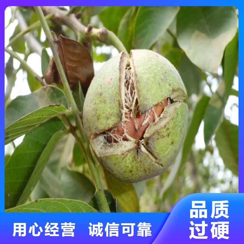 核桃苗草莓苗價(jià)格專業(yè)信賴廠家