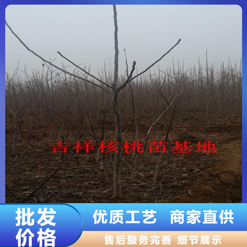 核桃苗草莓苗價(jià)格專業(yè)信賴廠家