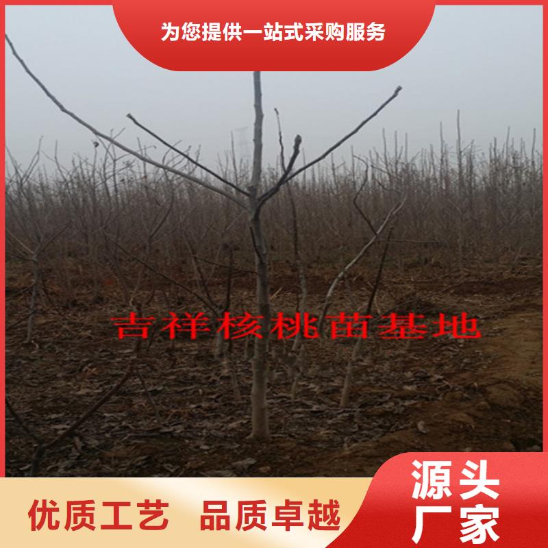 核桃苗櫻桃苗快速生產(chǎn)