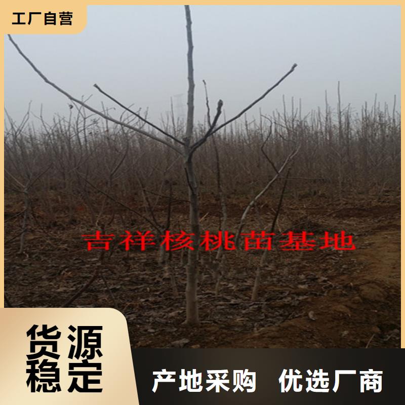 核桃苗,桃樹苗廠家現(xiàn)貨批發(fā)