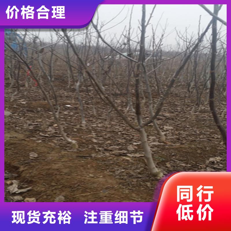 核桃苗,桃樹苗廠家現(xiàn)貨批發(fā)