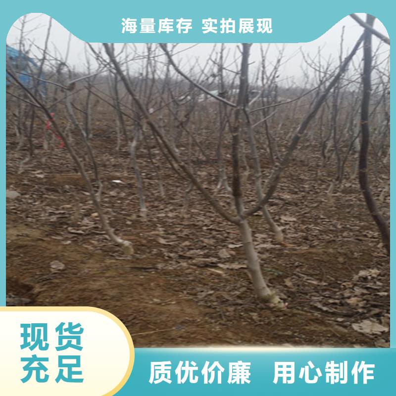 核桃苗草莓苗價格專業(yè)信賴廠家