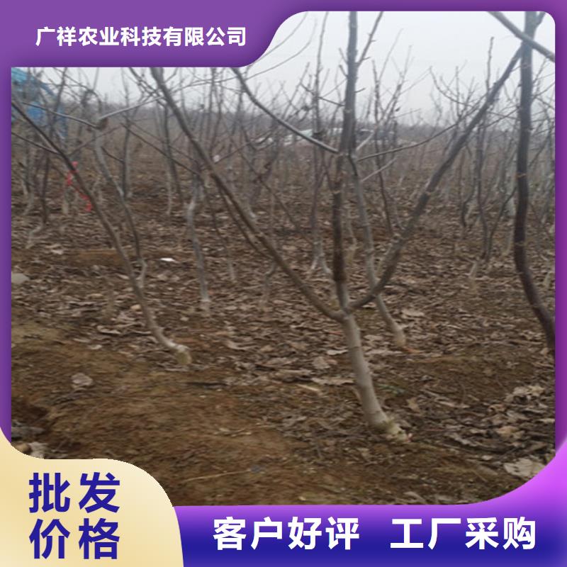 核桃苗草莓苗價(jià)格專業(yè)信賴廠家