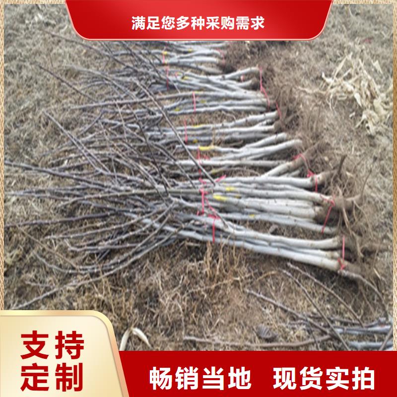 核桃苗_黃桃樹苗種類豐富