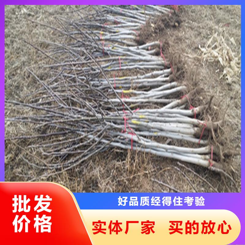 核桃苗,桃樹苗廠家現(xiàn)貨批發(fā)