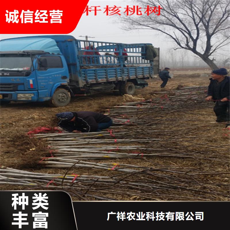 核桃苗草莓苗價格專業(yè)信賴廠家