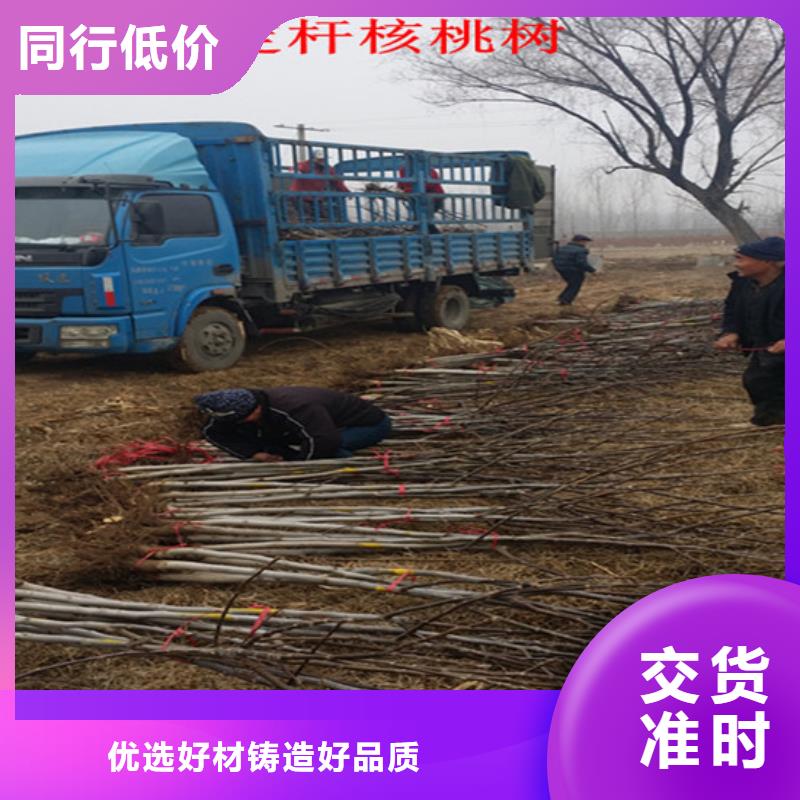 核桃苗草莓苗價(jià)格專業(yè)信賴廠家