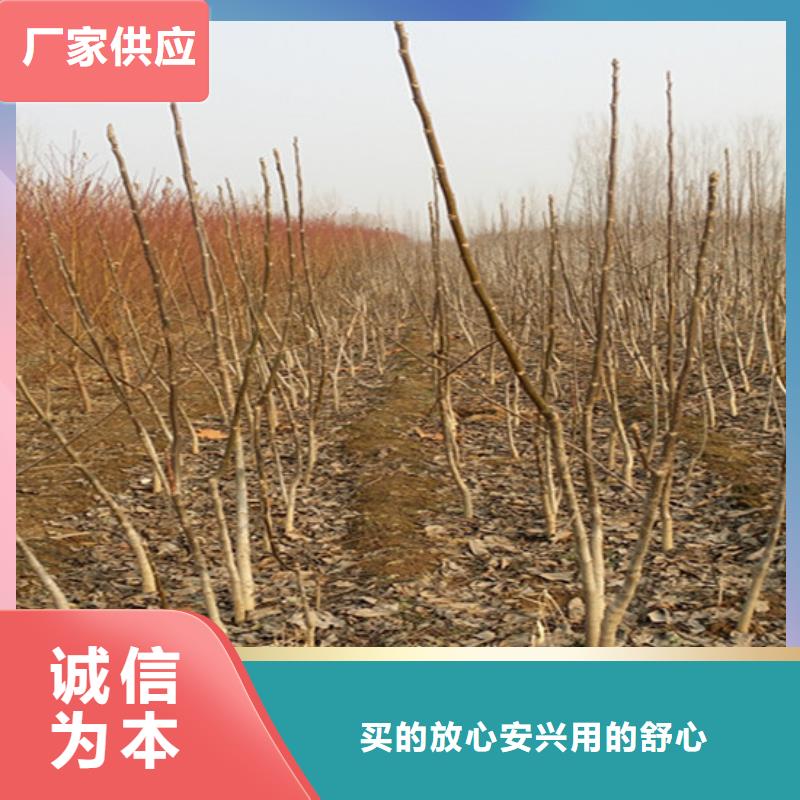 核桃苗櫻桃苗售后無憂
