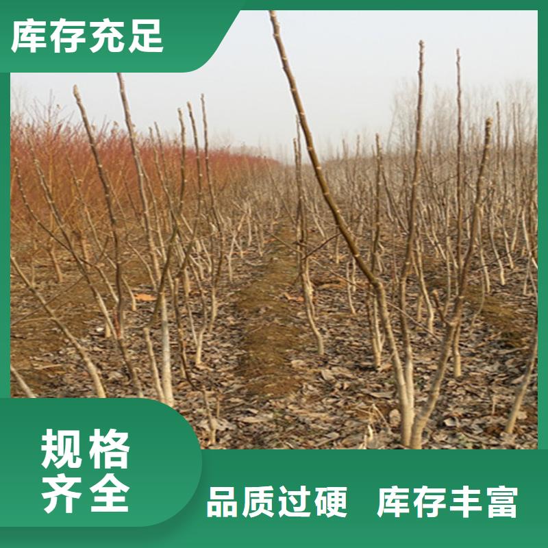 核桃苗,桃樹苗廠家現(xiàn)貨批發(fā)
