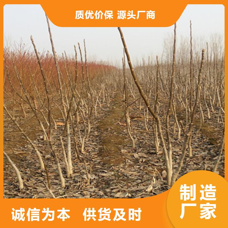核桃苗草莓苗價格快速生產(chǎn)