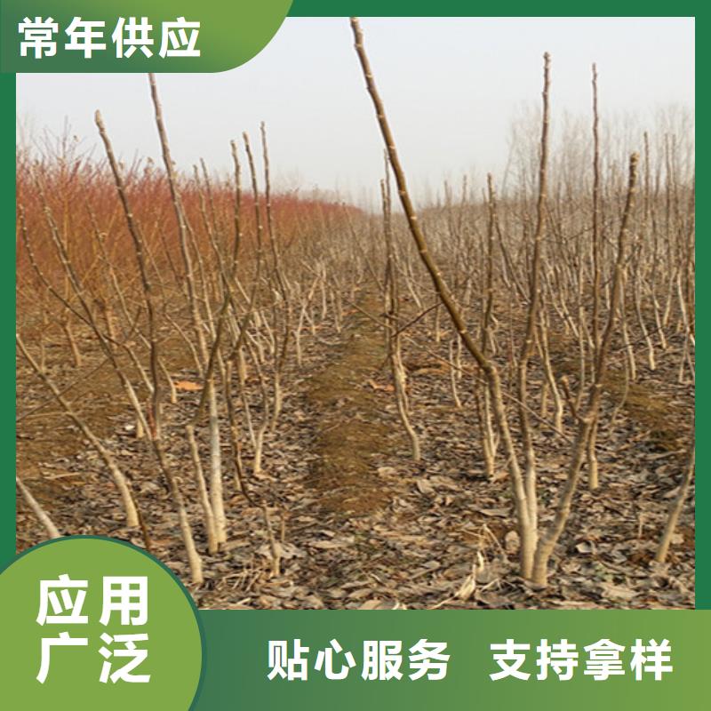 核桃苗草莓苗價(jià)格專業(yè)信賴廠家