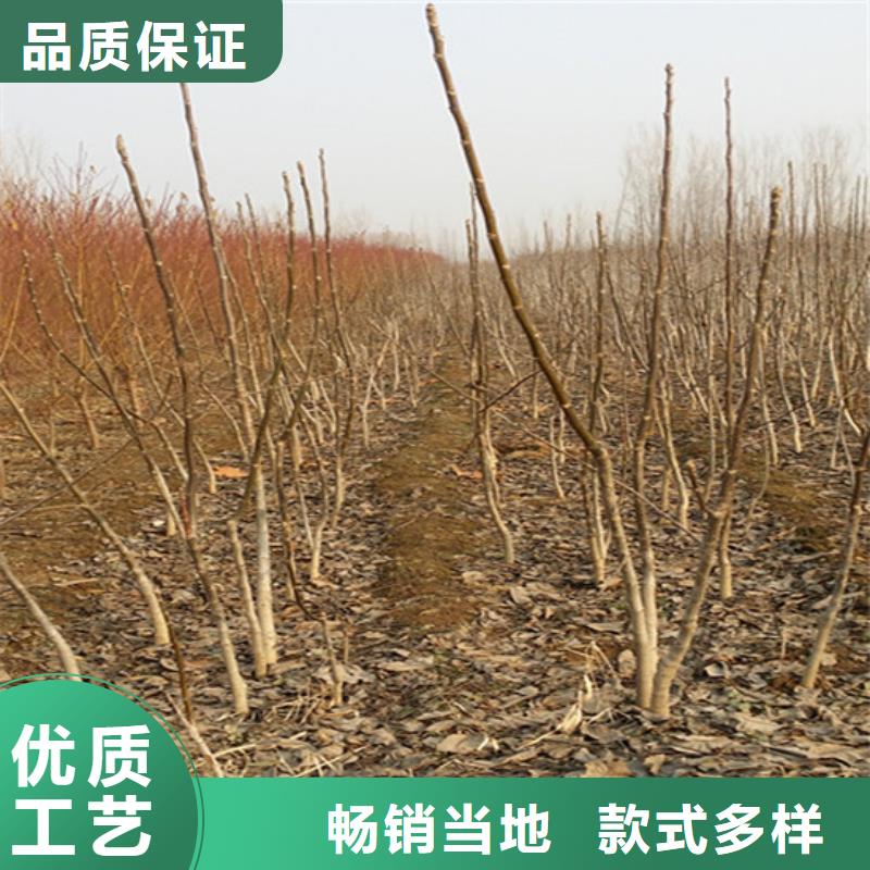 核桃苗草莓苗價(jià)格專業(yè)信賴廠家