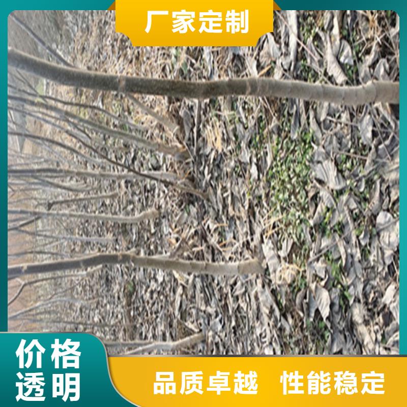 核桃苗草莓苗價(jià)格專業(yè)信賴廠家