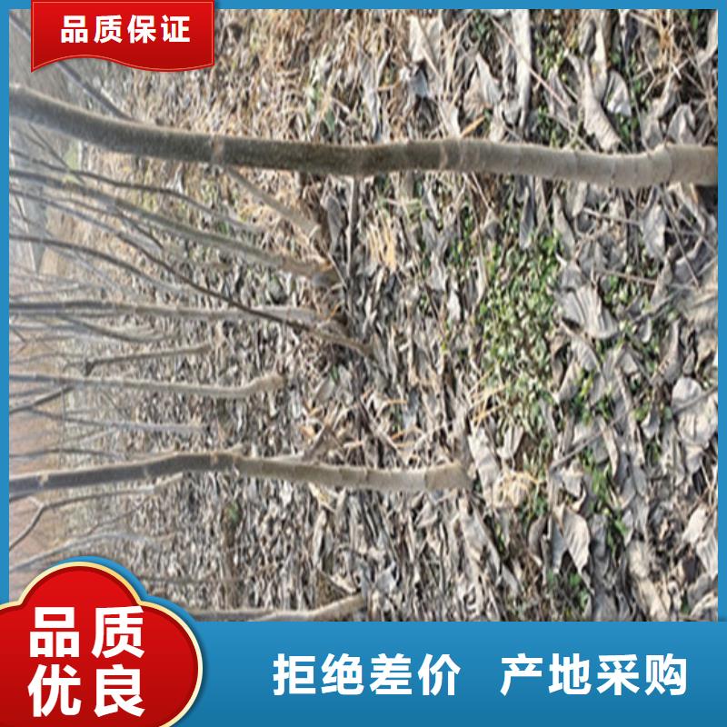 核桃苗櫻桃苗售后無憂