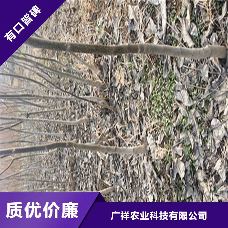 核桃苗草莓苗價格專業(yè)信賴廠家