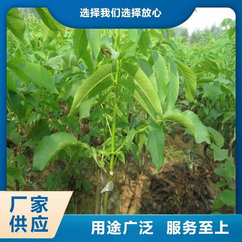 核桃苗草莓苗價格快速生產(chǎn)