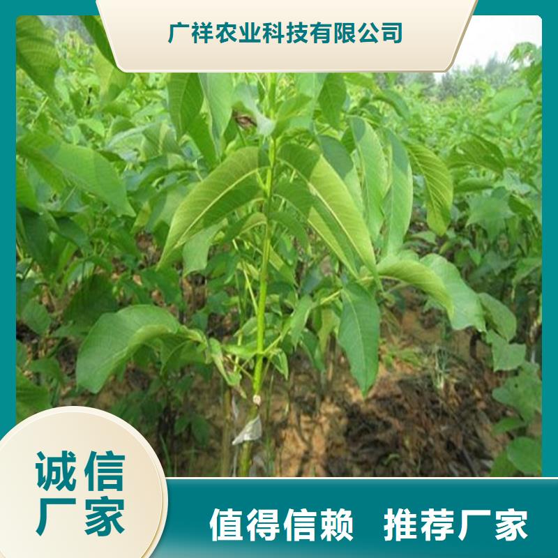 核桃苗草莓苗價格專業(yè)信賴廠家