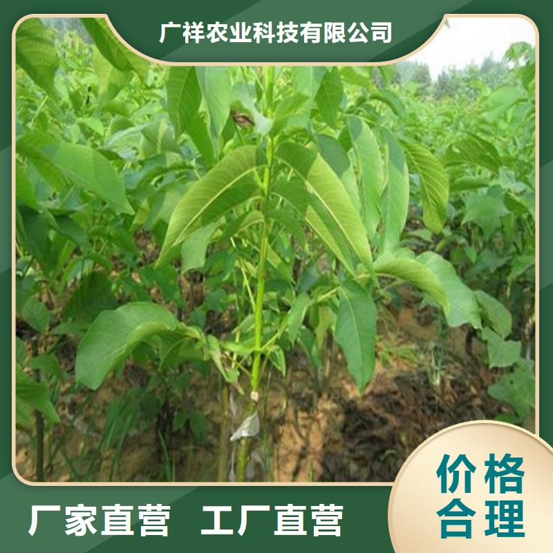 核桃苗草莓苗價(jià)格專業(yè)信賴廠家