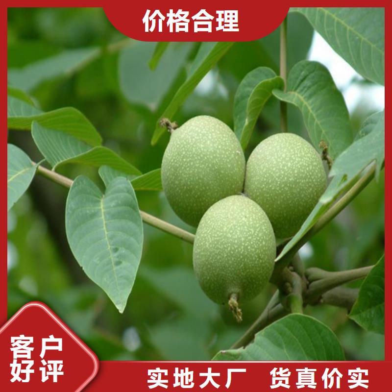 核桃苗草莓苗價格快速生產(chǎn)