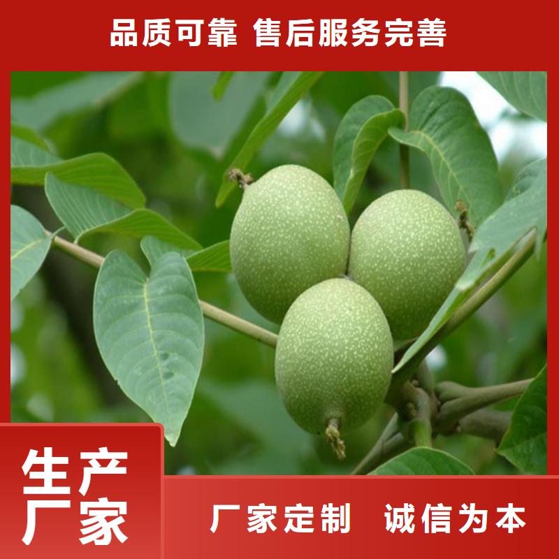 核桃苗草莓苗價(jià)格專業(yè)信賴廠家