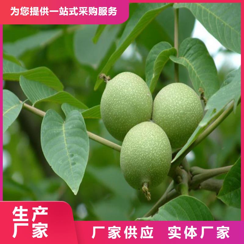 核桃苗蘋果苗產(chǎn)地直供