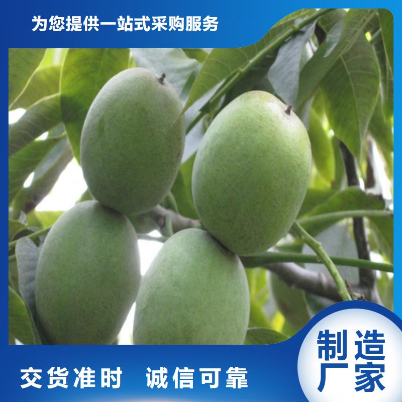 核桃苗櫻桃苗快速生產(chǎn)
