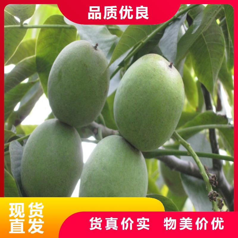 核桃苗草莓苗價(jià)格專業(yè)信賴廠家