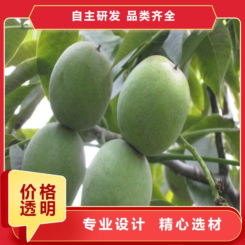核桃苗蘋果苗產(chǎn)地直供