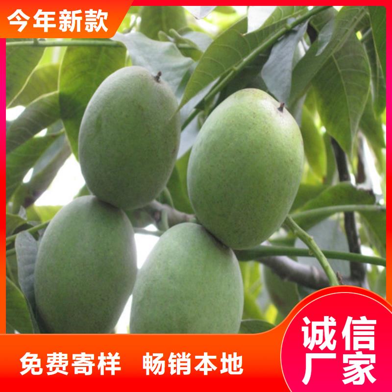 核桃苗草莓苗價格快速生產(chǎn)