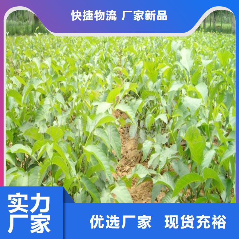 核桃苗草莓苗價格專業(yè)信賴廠家