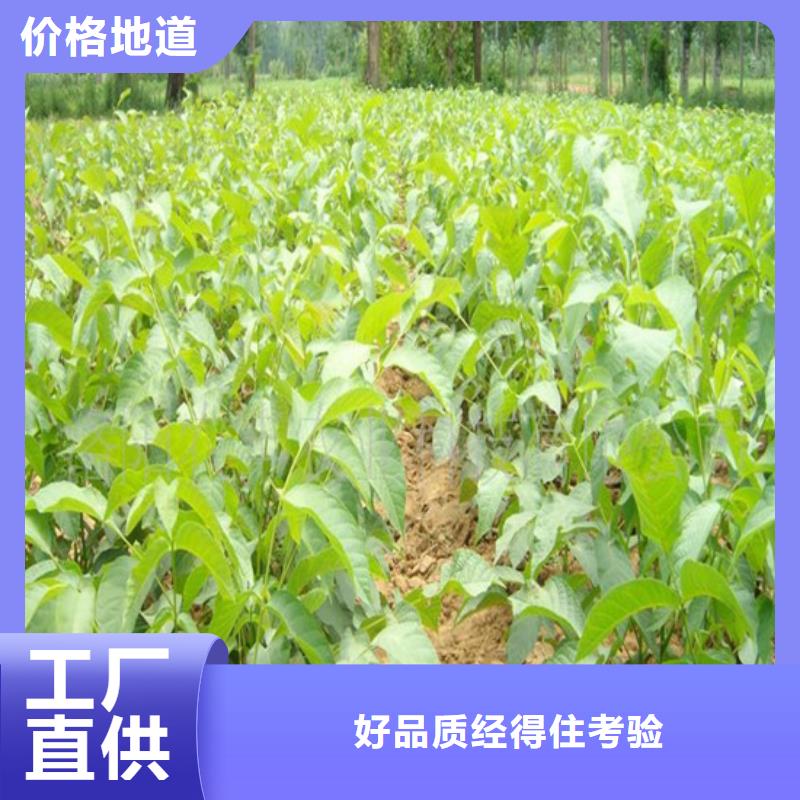 核桃苗蘋果苗產(chǎn)地直供