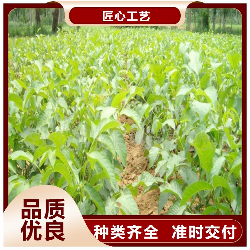 核桃苗草莓苗價(jià)格專業(yè)信賴廠家